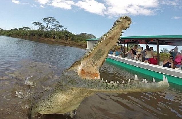 Crocodile Tour Jaco