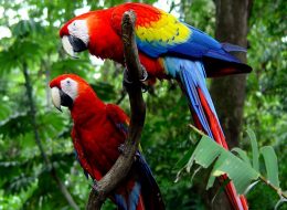 Carara National Park Tour