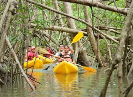 Jaco360 Kayak Mangrove Tour