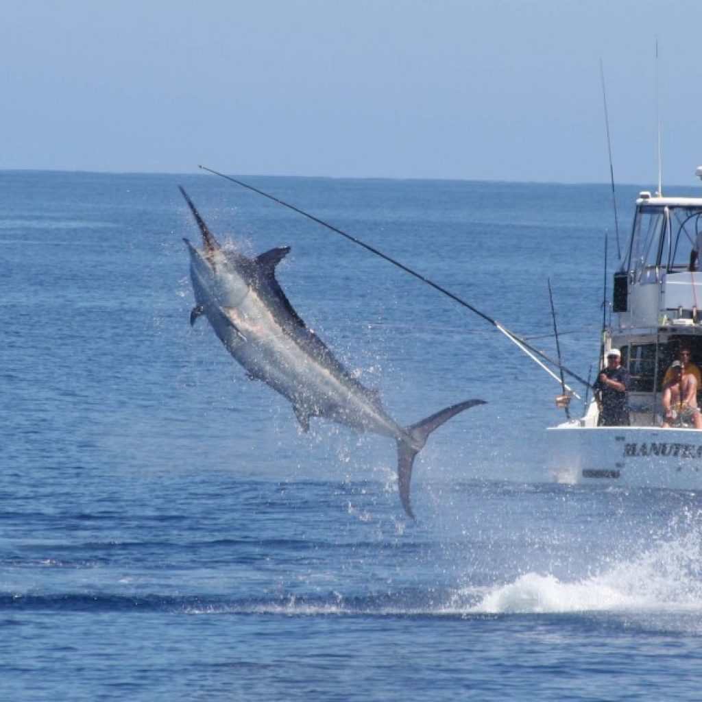 Jaco Beach Sportfishing Billfish