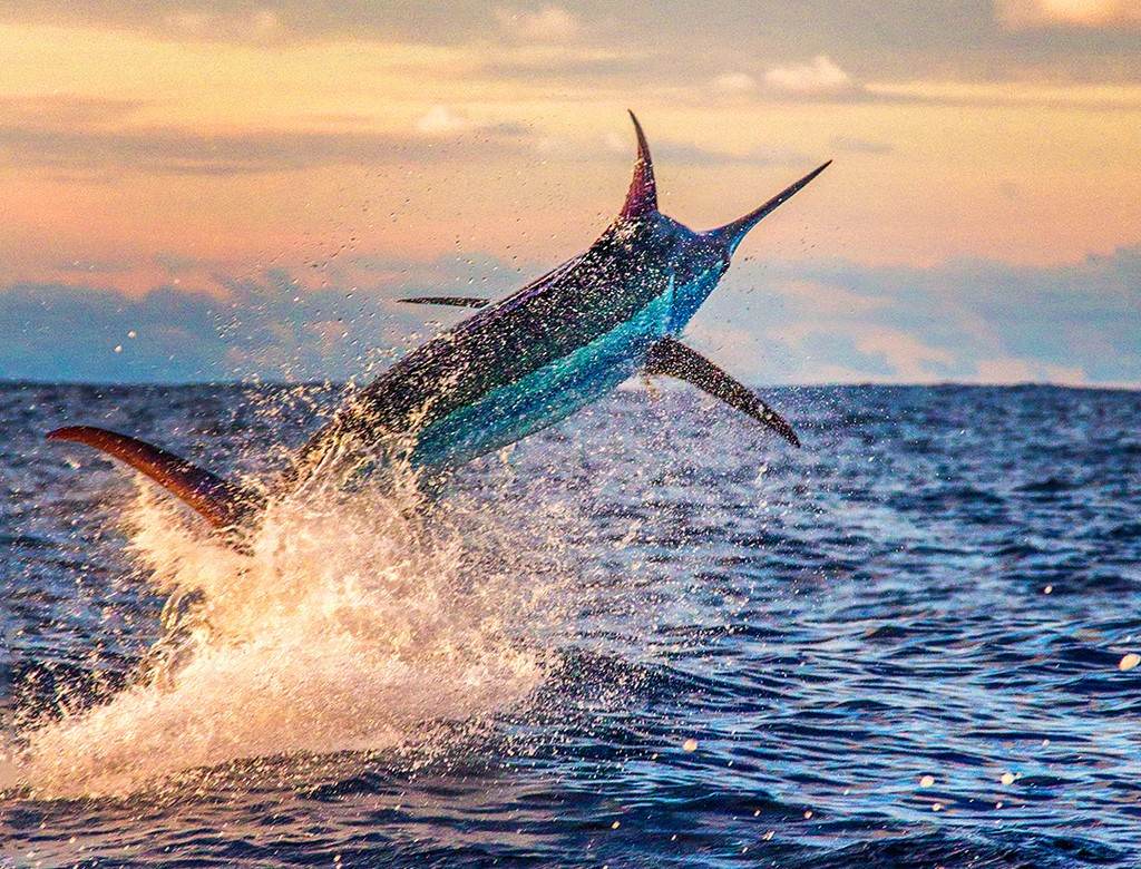 Blue Marlin release FAD fishing Costa Rica seamounts