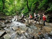 Tortuguero Expedition Jungle Hiking - Jaco360