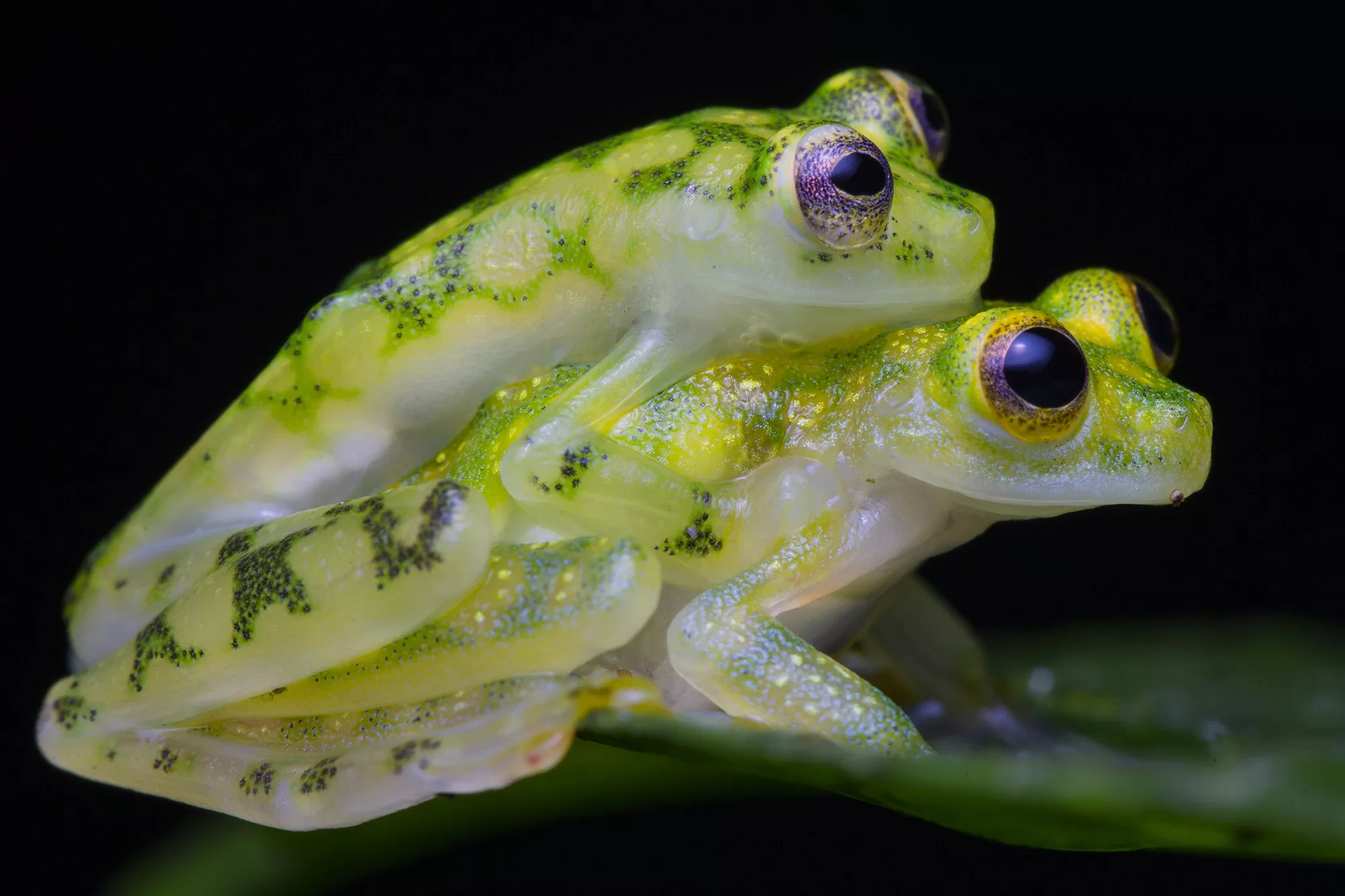 Wildlife Photography tours in Costa Rica - amphibians