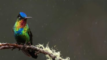 Costa Rica Wildlife Photography Expeditions