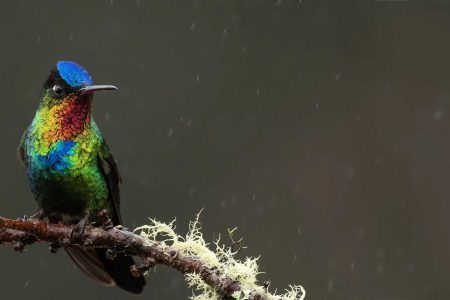 Jaco360 Naturalist’s Circuit: Private Wildlife Photography Tours in Costa Rica