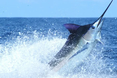 Jaco360 Billfish Calendar: Summer Marlin Peaks and Green Season Tactics