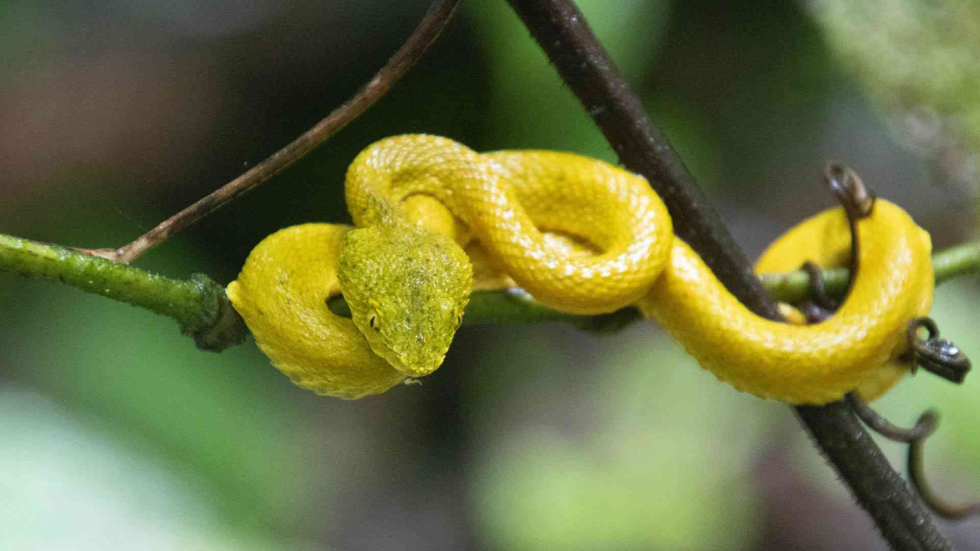 Yellow Viper - Costa Rica Wildlife Photography Tours - Jaco360