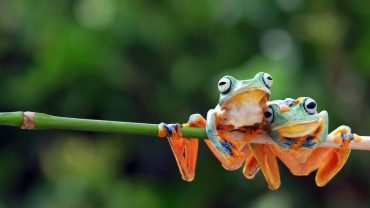 Two Tree Frogs Costa Rica Photography Itinerary