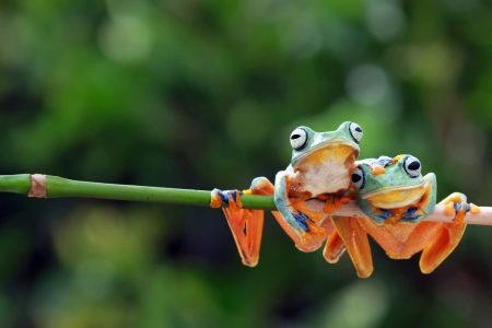 Coast to Clouds: A Wildlife Photographer’s Guide to Costa Rica’s Microclimates