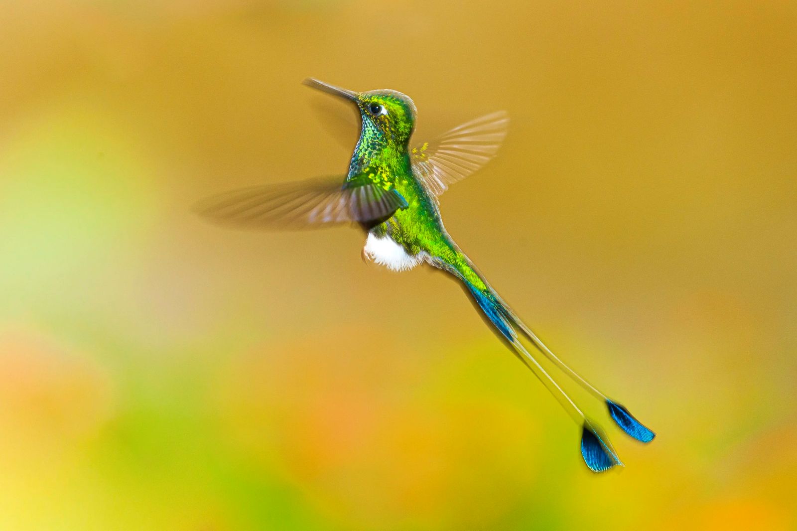 Hummingbird in flight Costa Rica Photography