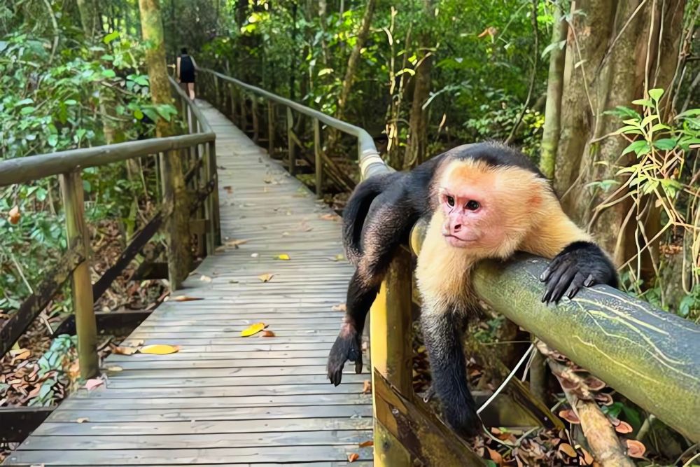 Jaco360 Manuel Antonio Tours